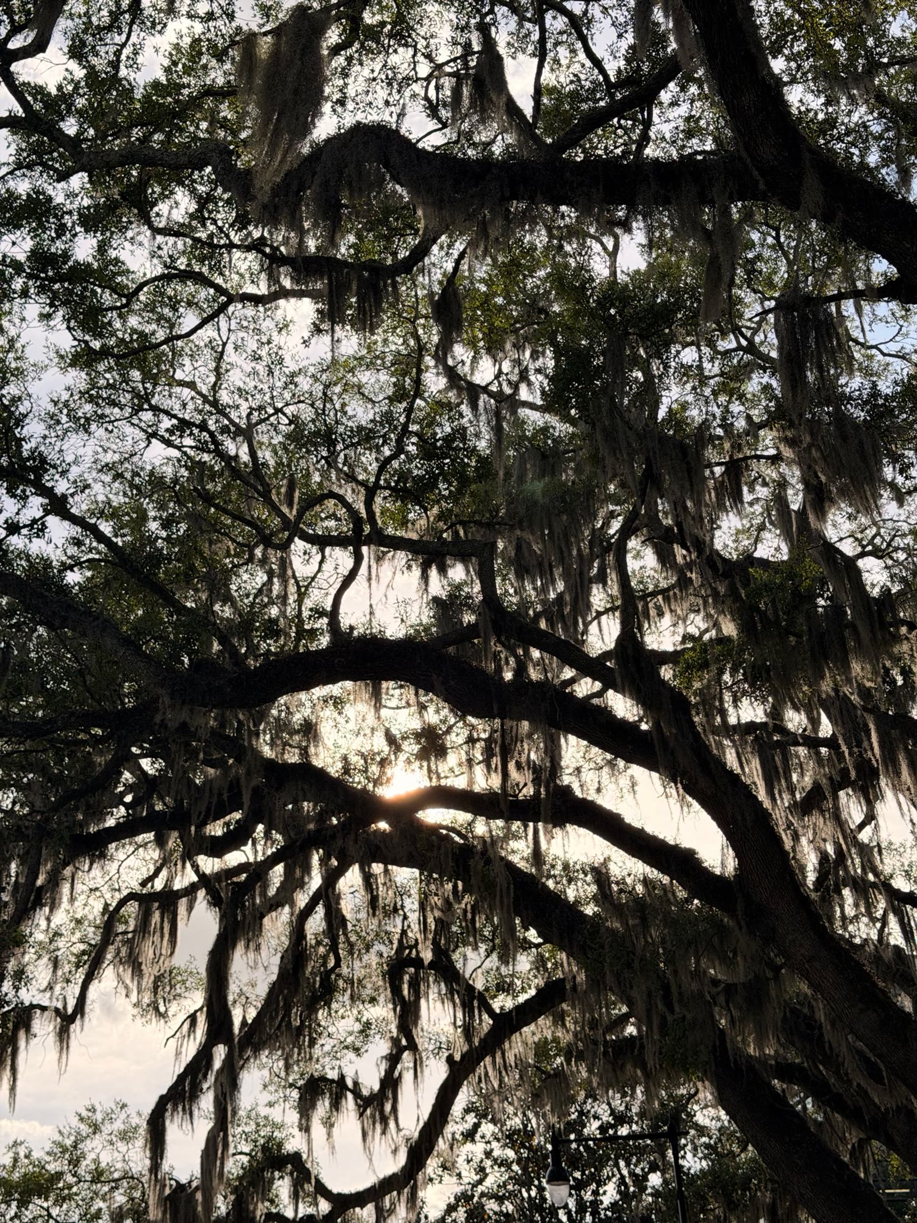 Soft evening light through magnolia trees